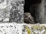 BioSphère Environnement invite à observer chouettes et hiboux dans les marais girondins