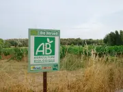 Cadmium dans l'alimentation : le bio est-il vraiment plus sûr pour la santé ?