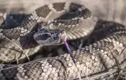 Californie : une randonneuse décède après une morsure de serpent à sonnette