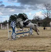 Concours de Saut d'Obstacles à Saint-Seurin-sur-l'Isle : 38 Épreuves pour Cavaliers