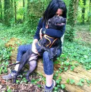 Curtis, le pitbull menacé d'euthanasie : plus de 30 000 signatures pour sa grâce