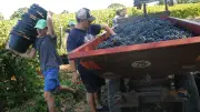 Des apprentis cuisiniers découvrent la vigne : une immersion pédagogique à Aumelas