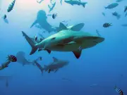 Des requins des Bahamas contaminés à la cocaïne, révèle une étude alarmante