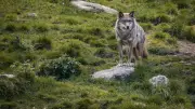 France : 1 082 loups recensés, une estimation controversée malgré une méthode affinée