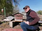 Frelon asiatique : les apiculteurs dénoncent le manque de coordination nationale au printemps 2026