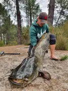 Interdiction de relâcher les silures vivants dans les grands cours d'eau depuis 2026