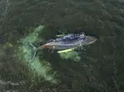 La baleine à bosse échouée en Allemagne a disparu, elle aurait profité de la nuit pour fuir