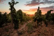 La Clape, un terroir unique du Languedoc face aux défis climatiques et gustatifs