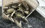 La Fédération de pêche forme des bénévoles au transport réglementé des poissons