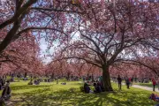 La folie des cerisiers en fleurs s'empare de la région parisienne