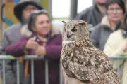 La Fête des Rapaces illumine Terres d’oiseaux avec des démonstrations spectaculaires