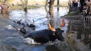 La Gase de Fons : 2 000 spectateurs pour la traversée spectaculaire des taureaux à la nage