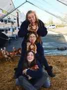 Lafitte-sur-Lot : Une journée d'adoption pour sauver des poules pondeuses de l'abattoir