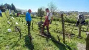 L'Association Saintes Œnologie taille ses vignes et prépare l'avenir au Clos Saint-Louis