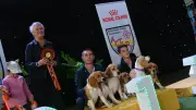 Le Cévennes Dog Show : 800 chiens en concours de beauté à Alès ce week-end