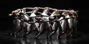 Le cygne, une source inépuisable d'inspiration pour la danse contemporaine