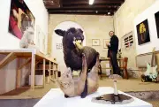 Le destin de la collection de 1 600 animaux naturalisés d'un taxidermiste bordelais en jeu en appel