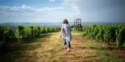 Le dilemme du Mâconnais : être ou ne pas être bio dans la viticulture