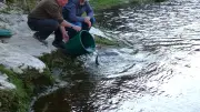 Le Fario club du Val-de-Cèze relance la pêche avec des lâchers de truites