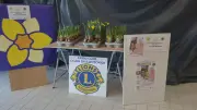 Le Lions Club Cozes-en-Saintonge organise sa 3e vente de jonquilles pour la recherche contre le cancer