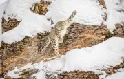 Le léopard des neiges : un prédateur silencieux adapté aux hautes altitudes