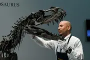 Le marché des fossiles de dinosaures : une ruée vers l'os qui s'essouffle