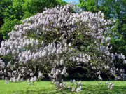 Le Paulownia, l'arbre impérial : atouts et limites pour votre jardin du Sud-Ouest
