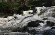 Le saumon atlantique sauvage en France : l'urgence de restaurer la libre circulation des rivières