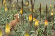 Le secret du loup d'Éthiopie : un documentaire qui butine le bonheur