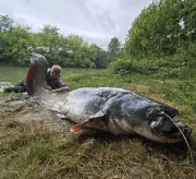 Le silure, géant invasif des rivières françaises, passionne les pêcheurs sportifs