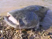 Le silure glane évite le classement radical d'espèce exotique envahissante