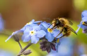 Les abeilles sauvages, pollinisatrices méconnues et essentielles à la biodiversité