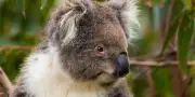 Les koalas de Victoria, une population génétiquement miraculeuse