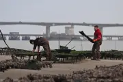 Les ostréiculteurs interpellent les candidats aux municipales sur l'assainissement