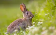 L'odorat du lapin : une communication chimique essentielle à sa vie sociale