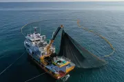 L'UE assouplit les quotas de pêche au maquereau malgré un déclin alarmant de l'espèce