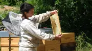 Mathilde Andrieu, de l'hôtellerie à l'apiculture : une reconversion florissante en Lozère