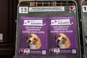 Municipales 2026 : les animalistes multiplient leurs candidatures dans les grandes villes