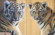 Naissance exceptionnelle de deux tigres de l'Amour au zoo de La Palmyre