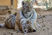 Naissance rare de tigres de l'Amour au zoo de La Palmyre : le public invité à choisir leurs prénoms
