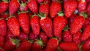 Rappel national de fraises contaminées aux pesticides chez Fresh et Grand Frais