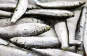 Rappel urgent de sardines Intermarché contaminées à l'histamine