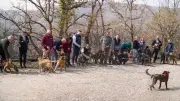 Rassemblement exceptionnel de chiens corses Cursini à Serviers-et-Labaume ce samedi