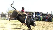 Rodéo et voltige équestre illuminent le festival Terres et passions à Saint-Gilles