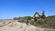 Érosion marine en Charente-Maritime : 900 mètres d'arbres abattus pour sécuriser le littoral