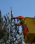 Saint-Pierre-d'Oléron intensifie la lutte contre les chenilles processionnaires urticantes