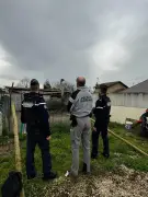 Saisie insolite à Saint-Sever : la gendarmerie confisque deux autruches détenues illégalement