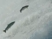 Saumon atlantique en danger : les associations exigent des mesures urgentes