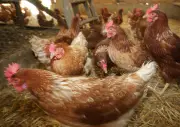 Sauvetage de poules en Dordogne : une association organise une adoption pour éviter l'abattoir