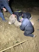 Sauvetage d'un âne enlisé à Foulayronnes : une opération délicate des pompiers